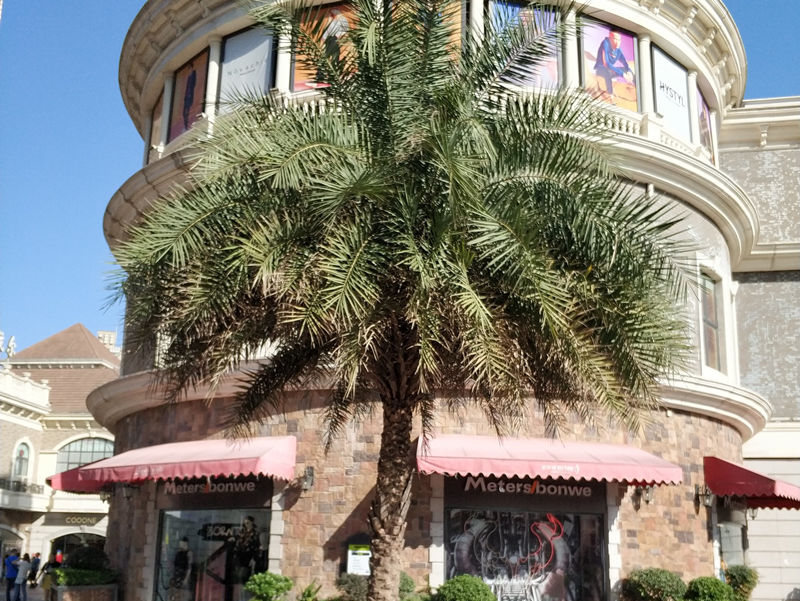 广场热带树针葵